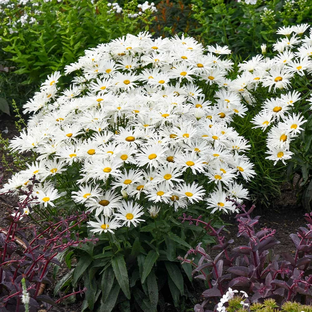 Amazing Daisies® ‘Spun Silk’ Shasta Daisy 4 Amazing Daisies® ‘Spun Silk’ Shasta Daisy - Image 4