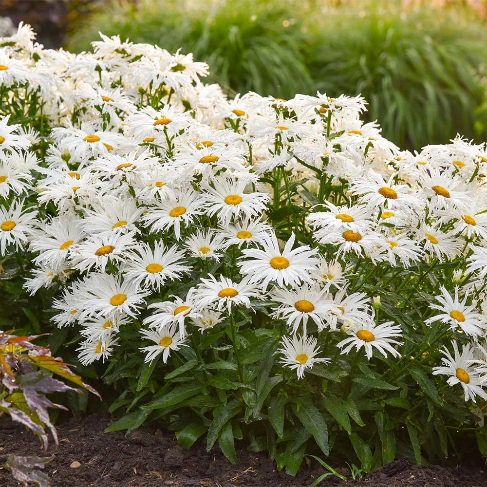 Amazing Daisies® ‘Spun Silk’ Shasta Daisy 2 Amazing Daisies® ‘Spun Silk’ Shasta Daisy - Image 2