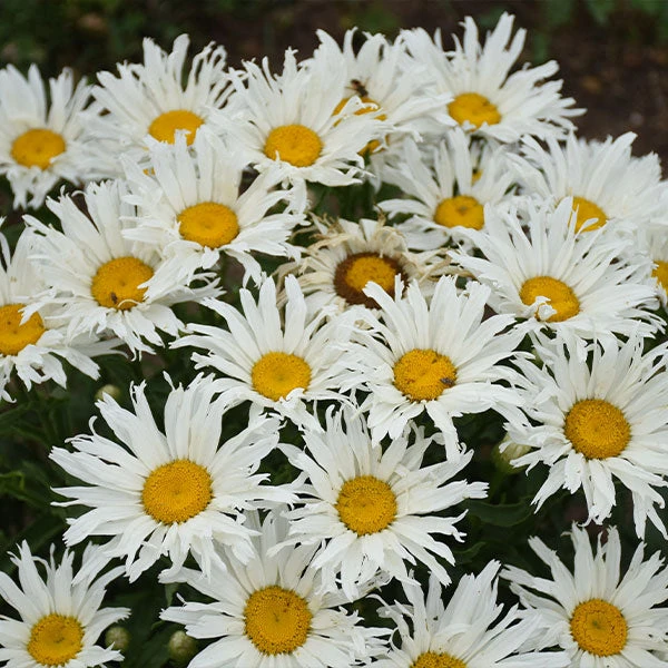 Amazing Daisies® ‘Spun Silk’ Shasta Daisy 1 Amazing Daisies® ‘Spun Silk’ Shasta Daisy