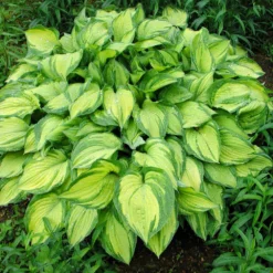 Stained Glass Hosta Plant 8 Stained Glass Hosta Plant -Perennials Shop Stained Glass Hosta 1