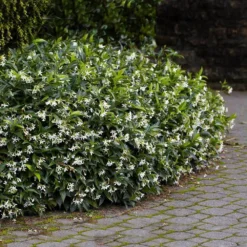 Star Jasmine 7 Star Jasmine -Perennials Shop Star Jasmine 2 FGT