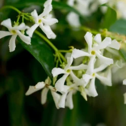 Star Jasmine 6 Star Jasmine -Perennials Shop Star Jasmine 3