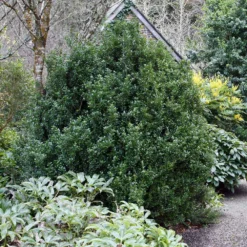 Steeds Japanese Holly Shrub -Perennials Shop Steeds Holly 1