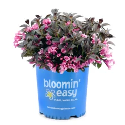 Stunner® Weigela 7 Stunner® Weigela -Perennials Shop Stunner weigela 3