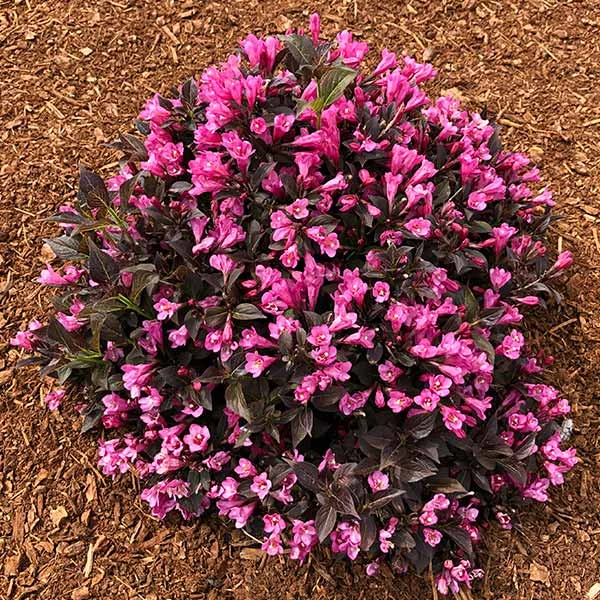 Stunner® Weigela 1 Stunner® Weigela