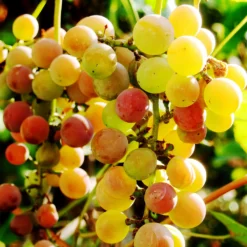 Summit Muscadine Grapes 5 Summit Muscadine Grapes -Perennials Shop Summit muscadine Grape 3