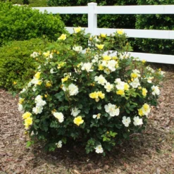 Sunny Knock Out® Rose 11 Sunny Knock Out® Rose -Perennials Shop Sunny knockout rose Shrub 1 FGT