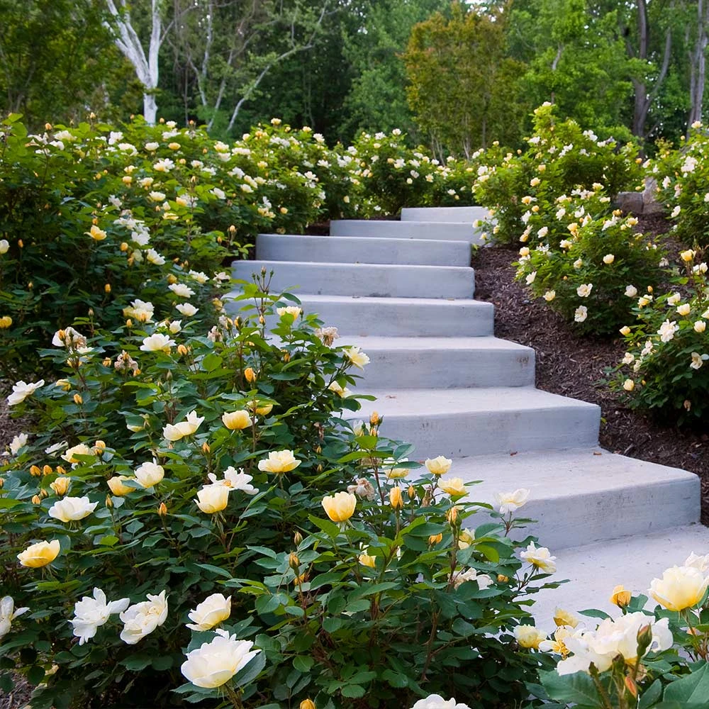 Sunny Knock Out® Rose 4 Sunny Knock Out® Rose - Image 4