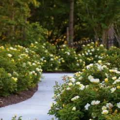 Sunny Knock Out® Rose 10 Sunny Knock Out® Rose -Perennials Shop Sunny knockout rose Shrub 8 FGT
