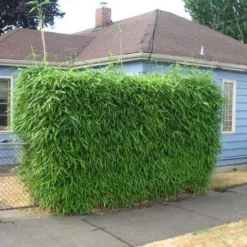 Sunset Glow Bamboo 5 Sunset Glow Bamboo -Perennials Shop Sunset Glow Bamboo 2 450w