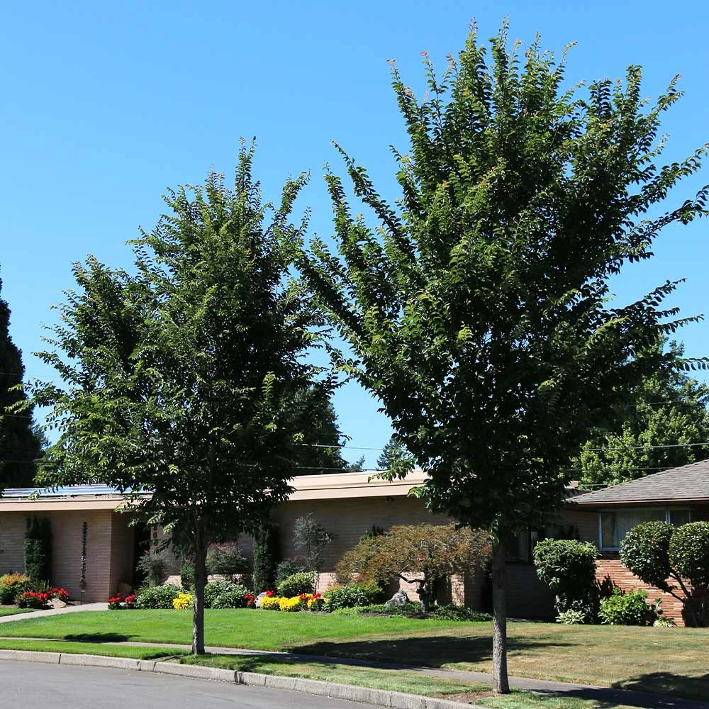 Emerald Sunshine® Elm Tree 2 Emerald Sunshine® Elm Tree - Image 2