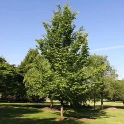 Emerald Sunshine® Elm Tree 7 Emerald Sunshine® Elm Tree -Perennials Shop Sunshine Elm 2