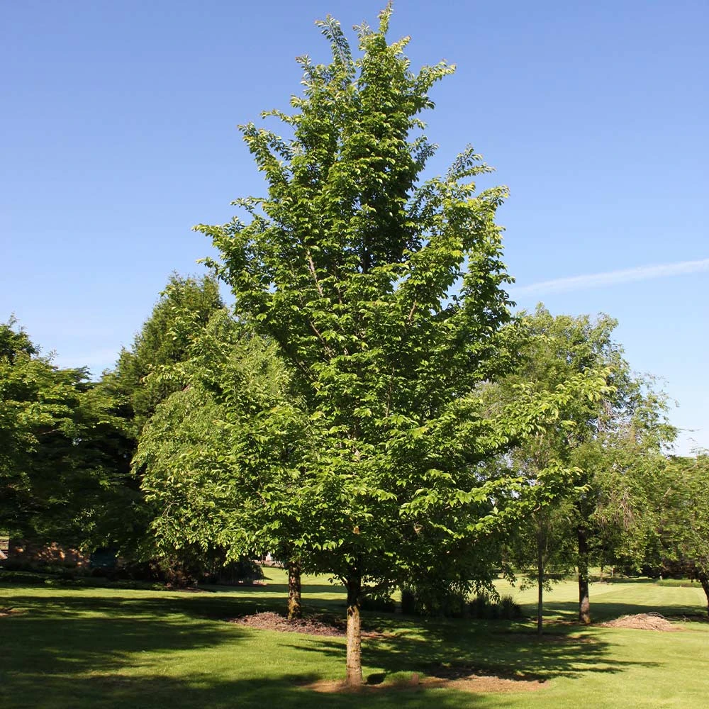 Emerald Sunshine® Elm Tree 3 Emerald Sunshine® Elm Tree - Image 3