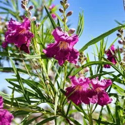 New Arrival 13 Sweet Bubba Seedless Desert Willow