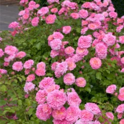 Sweet Drift® Rose 5 Sweet Drift® Rose -Perennials Shop Sweet Drift Rose 1