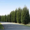 'Techny' Cold Hardy Thuja Tree