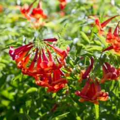 Bells Of Fire™ Tecoma 5 Bells Of Fire™ Tecoma -Perennials Shop Tecoma Bells of Fire 3 FGT