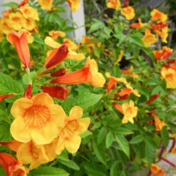 Orange Jubilee Tecoma -Perennials Shop Tecoma Orange jubilee 1