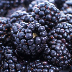 Thornless Blackberry 6 Thornless Blackberry -Perennials Shop Thornless Blackberry 1