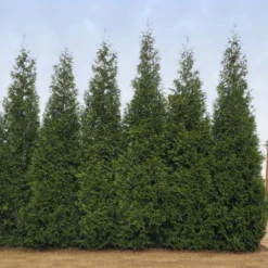 Junior Giant Thuja Tree 7 Junior Giant Thuja Tree -Perennials Shop Thuja Junior Giant BB 2