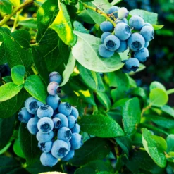 Tifblue Blueberry - USDA Organic 9 Tifblue Blueberry - USDA Organic -Perennials Shop TifBlue Blueberry 1 4abf087f 55f9 47be 9859 69b1a07bf8d8