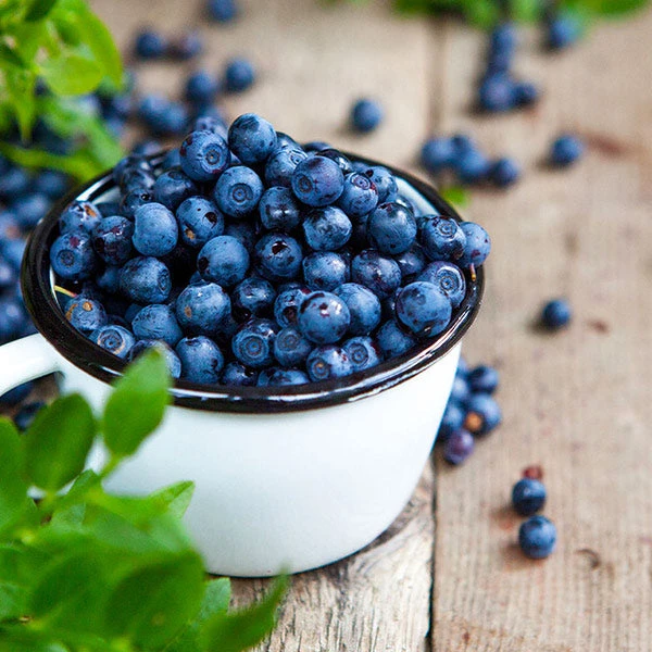 Tifblue Blueberry - USDA Organic 1 Tifblue Blueberry - USDA Organic