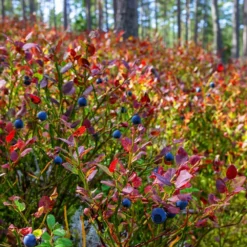 Top Hat Blueberry Bush 11 Top Hat Blueberry Bush -Perennials Shop Top Hat Blueberry 2