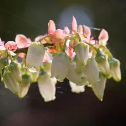 Toro Blueberry Bush - USDA Organic 12 Toro Blueberry Bush - USDA Organic -Perennials Shop Toro Blueberry 3 1cbc3ceb 6262 43bb 917a 490851827d67