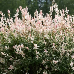 Tri-Color Willow Tree 7 Tri-Color Willow Tree -Perennials Shop Tri color Willow 1 FGT 7d486ca6 2975 4fd2 8639 4e87e9aac05c