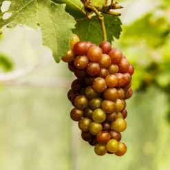 Triumph Muscadine Grapes 5 Triumph Muscadine Grapes -Perennials Shop Triumph Muscadine 1
