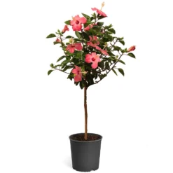 Pink Tropical Hibiscus Tree 9 Pink Tropical Hibiscus Tree -Perennials Shop Tropical Pink Hibiscus 2