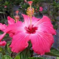 Pink Tropical Hibiscus Tree 7 Pink Tropical Hibiscus Tree -Perennials Shop Tropical Pink Hibiscus 3 FGT