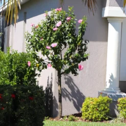 Pink Tropical Hibiscus Tree 8 Pink Tropical Hibiscus Tree -Perennials Shop Tropical Pink Hibiscus 6