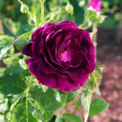 Twilight Rose Shrub 5 Twilight Rose Shrub -Perennials Shop Twilight Rose Shrub 1