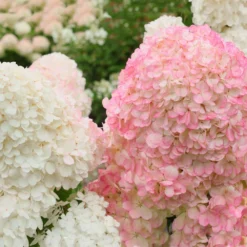 Vanilla Strawberry™ Hydrangea Shrub -Perennials Shop Vanilla Strawberry Hydrangea 2 FGT