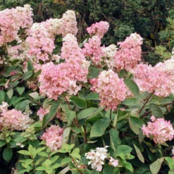 Vanilla Strawberry™ Hydrangea Shrub -Perennials Shop Vanilla Strawberry Hydrangea 3 FGT