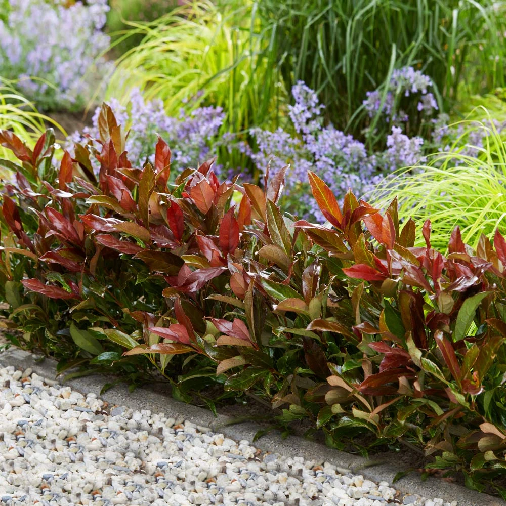 Coppertop® Sweet Viburnum Shrub 2 Coppertop® Sweet Viburnum Shrub - Image 2