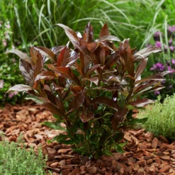 Coppertop® Sweet Viburnum Shrub 7 Coppertop® Sweet Viburnum Shrub -Perennials Shop Viburnum Coppertop 2