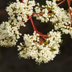 Coppertop® Sweet Viburnum Shrub 8 Coppertop® Sweet Viburnum Shrub -Perennials Shop Viburnum Coppertop 3