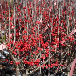 Winter Red Winterberry Holly Shrub -Perennials Shop WInter Red winterberry 3G