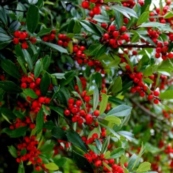 Winter Red Winterberry Holly Shrub -Perennials Shop WInter Red winterberry 6