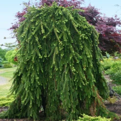 Weeping Norway Spruce Tree -Perennials Shop Weeping Norway SPruce 2
