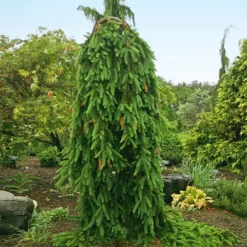 New Arrival 3 Weeping Norway Spruce Tree