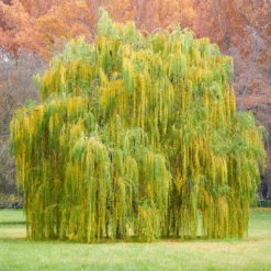 Weeping Willow -Perennials Shop Weeping Willow 11 FGT
