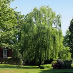 Weeping Willow -Perennials Shop Weeping Willow 2 FGT