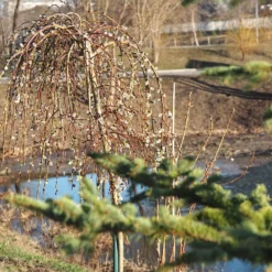 Weeping Pussy Willow 9 Weeping Pussy Willow -Perennials Shop Weeping pussy willow 1