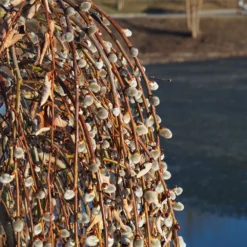 Weeping Pussy Willow 7 Weeping Pussy Willow -Perennials Shop Weeping pussy willow 2 FGT