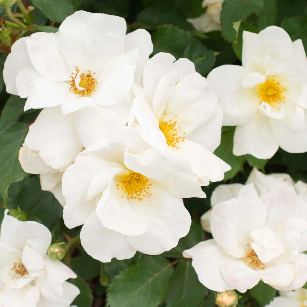 White Knock Out® Rose 2 White Knock Out® Rose - Image 2