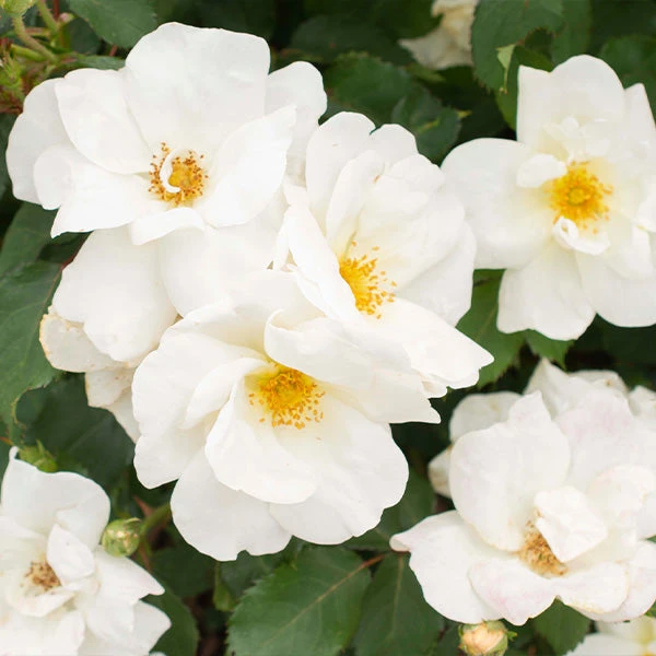 White Knock Out® Rose 1 White Knock Out® Rose