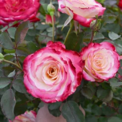 White Lies™ Rose Shrub 7 White Lies™ Rose Shrub -Perennials Shop White Lies Rose 2